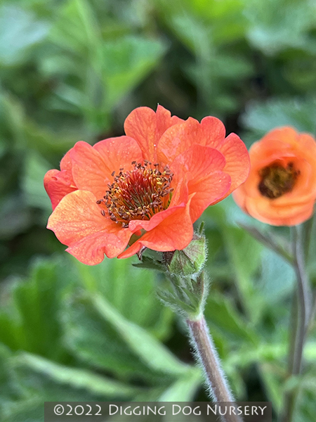 Geum &lsquo;Totally Tangerine&rsquo;
