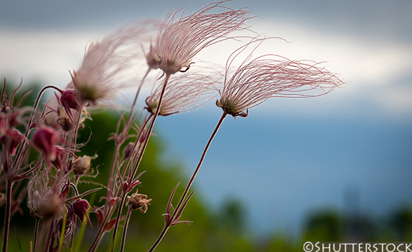 Geum triflorum