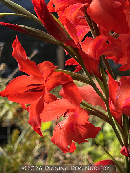 Gladiolus ‘Robinetta’