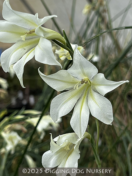 Gladiolus tristis