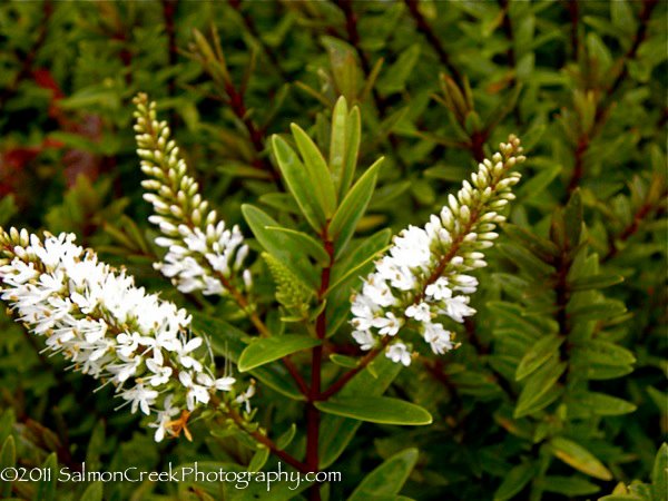 Hebe &lsquo;Champagne&rsquo;