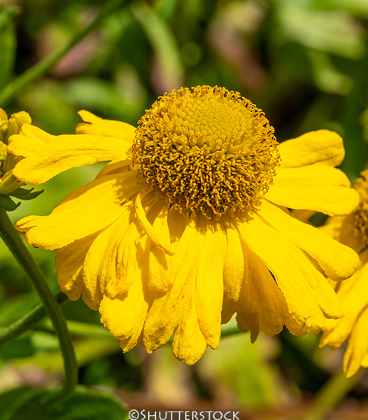 Helenium &lsquo;Butterpat&rsquo;