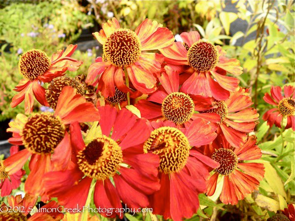Helenium &lsquo;Rubinzwerg&rsquo;