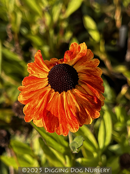 Helenium &lsquo;Sahins Early Flowerer&rsquo;