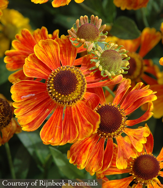 Helenium Waltraut