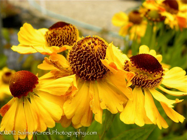 Helenium &lsquo;Zimbelstern&rsquo;