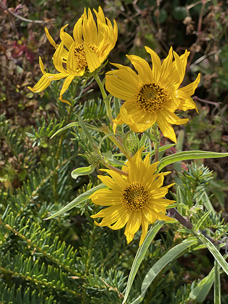 Helianthus maximiliana &lsquo;Santa Fe&rsquo;