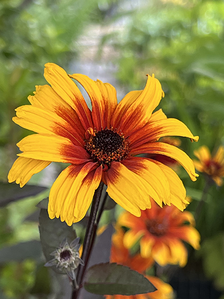 Heliopsis helianthoides Prairie Sunset