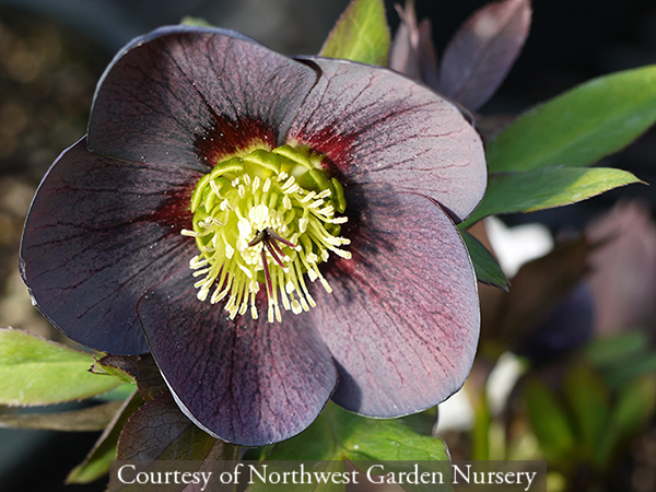 Helleborus hybridus ‘Blue Diamond’