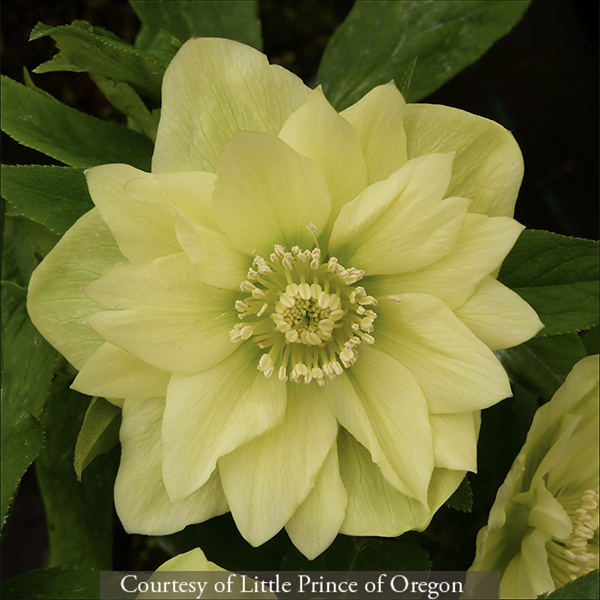 Helleborus hybridus ‘Golden Lotus’
