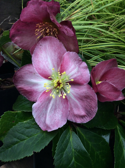 Helleborus lemonnierae &lsquo;HGC Madame Lemonnier&rsquo;