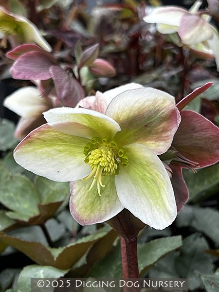 Helleborus nigersmithii ‘Ivory Prince’