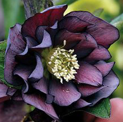 Helleborus hybridus &lsquo;Onyx Odyssey&rsquo;