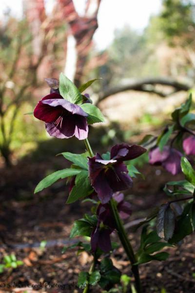 Helleborus hybridus &lsquo;Red Lady&rsquo;