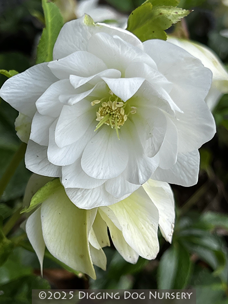 Helleborus hybridus ‘Sparkling Diamond’