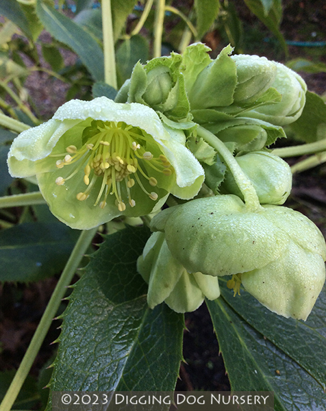 Helleborus argutifolius