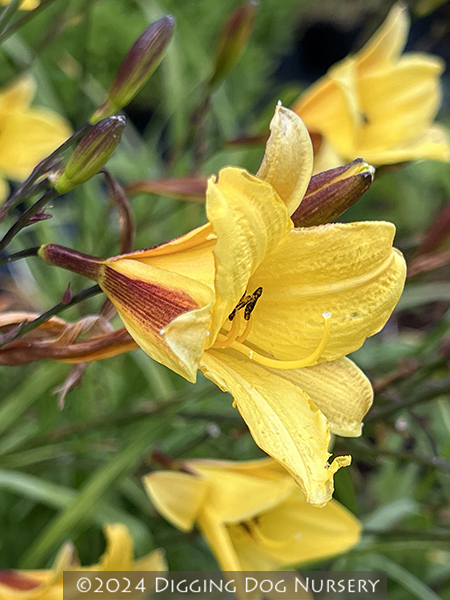 Hemerocallis ‘Corky’