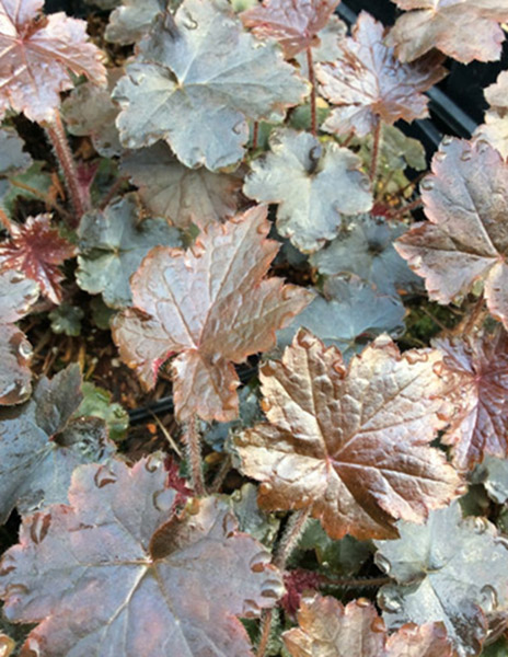 Heuchera &lsquo;Blackout&rsquo;