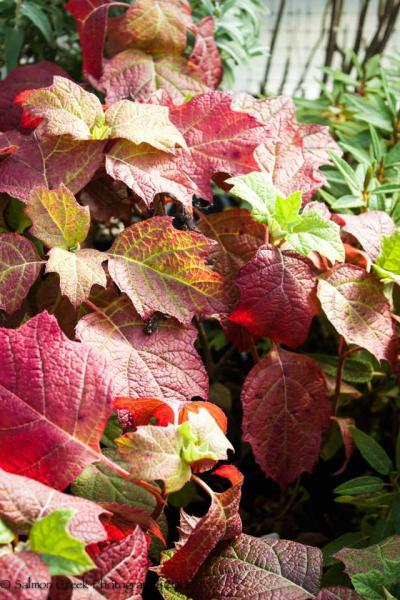 Hydrangea quercifolia &lsquo;Alice&rsquo;