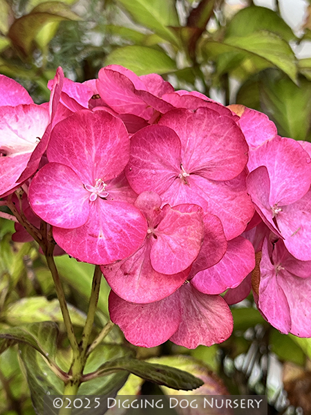 Hydrangea macrophylla Horcos