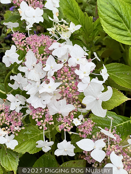 Hydrangea macrophylla &lsquo;Lanarth White&rsquo;