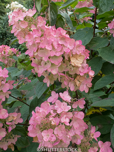 Hydrangea paniculata ‘Pink Diamond’