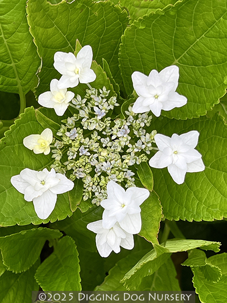 Hydrangea macrophylla ‘Shooting Star’