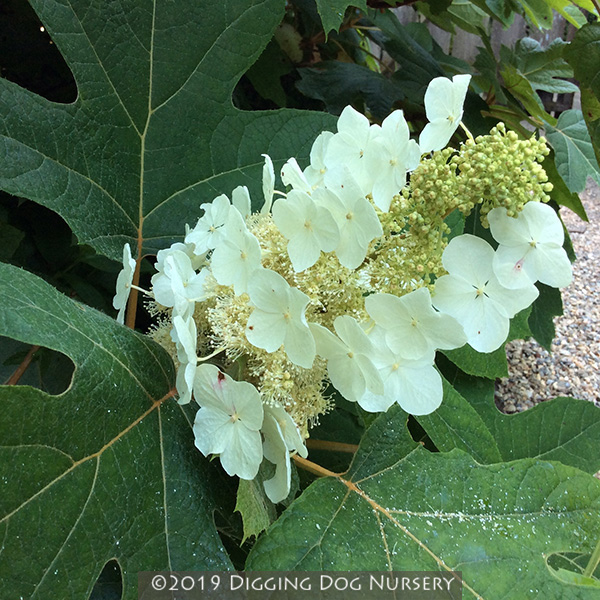 Hydrangea quercifolia &lsquo;Sikes Dwarf&rsquo;