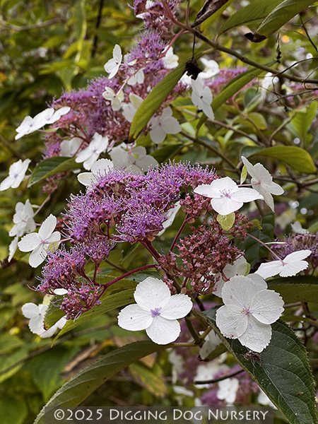 Hydrangea aspera