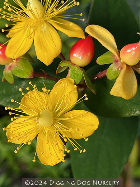Hypericum inodorum Hypearl� ‘Compact Red’