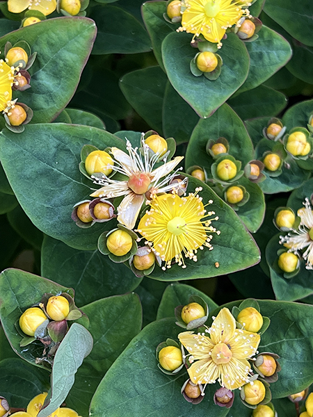 Hypericum inodorum Hypearl� ‘Compact Star’