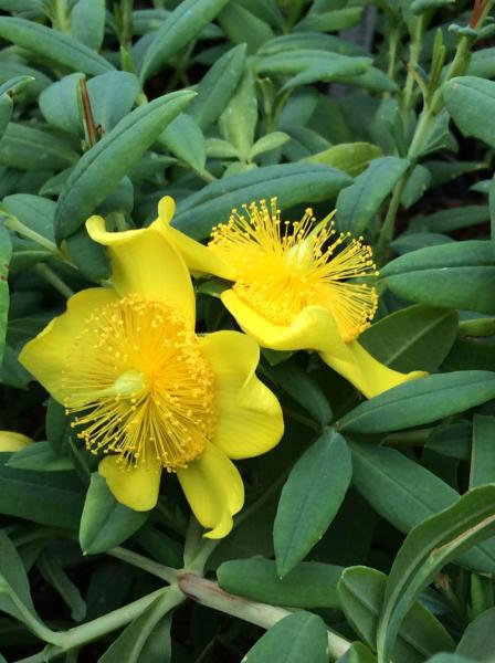 Hypericum frondosum ‘Sunburst’