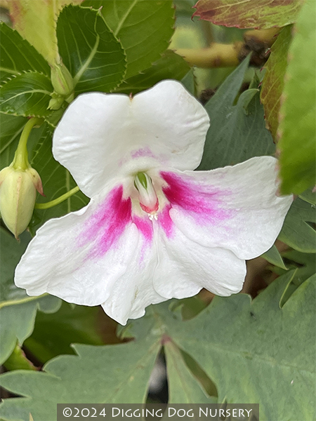 Impatiens sodenii &lsquo;Flash&rsquo;
