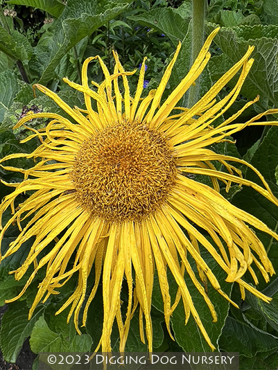 Inula racemosa &lsquo;Sonnenspeer&rsquo;