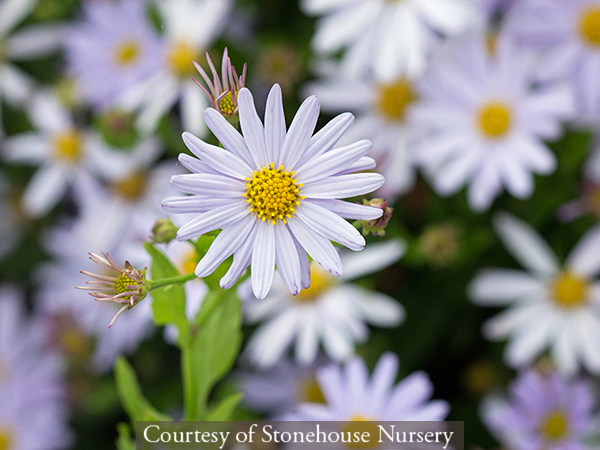 Kalimeris incisa ‘Blue Star’