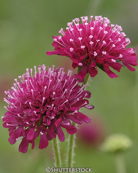 Knautia macedonica ‘Mars Midget’