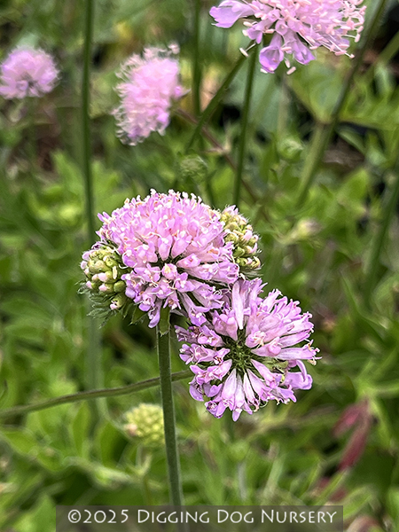 Knautia macedonica Midget Mauves