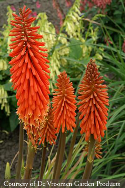 Kniphofia ‘Alcazar’