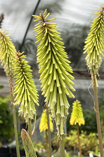 Kniphofia ‘Green Jade’