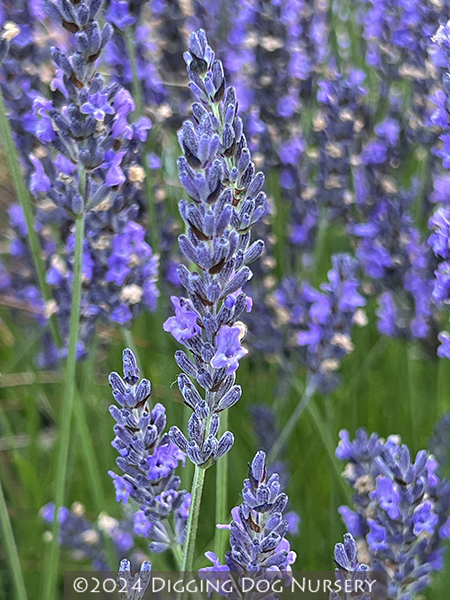 Lavandula x intermedia ‘Grosso’