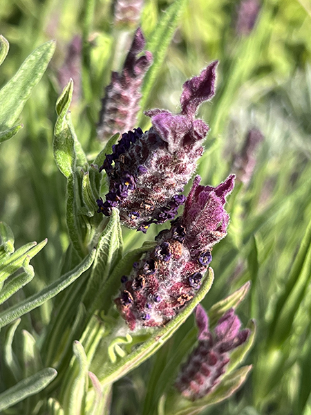 Lavandula stoechas &lsquo;Helmsdale&rsquo;
