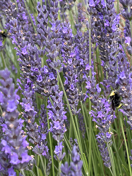 Lavandula intermedia ‘Phenomenal (�Niko�) �’