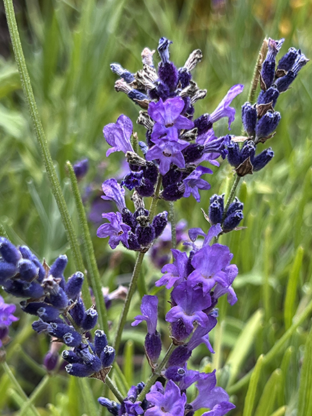 Lavandula angustifolia ‘Purple Bouquet’