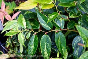 Leucothoe fontanesiana &lsquo;Rainbow&rsquo;