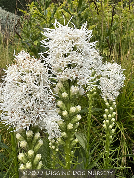 Liatris spicata ‘Floristan White’