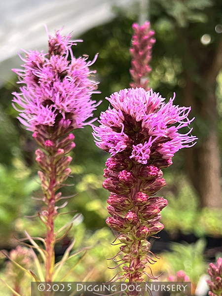 Liatris spicata ‘Kobold’