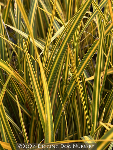 Libertia ixioides ‘Goldfinger’