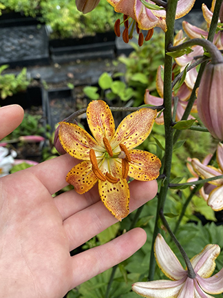 Lilium martagon Guinea Gold