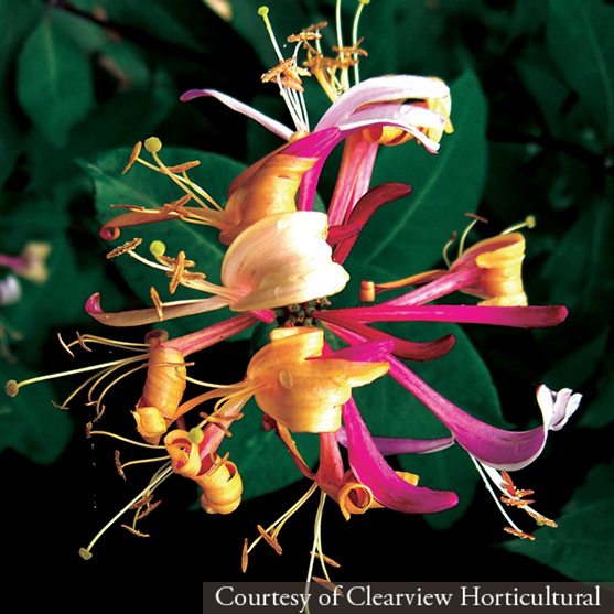 Lonicera periclymenum &lsquo;Serotina&rsquo;