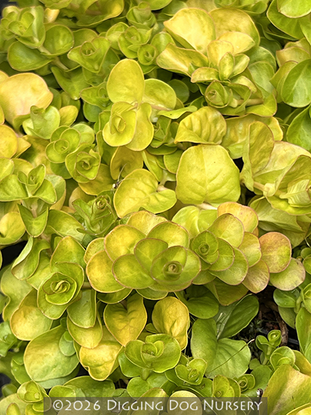 Lysimachia nummularia Aurea
